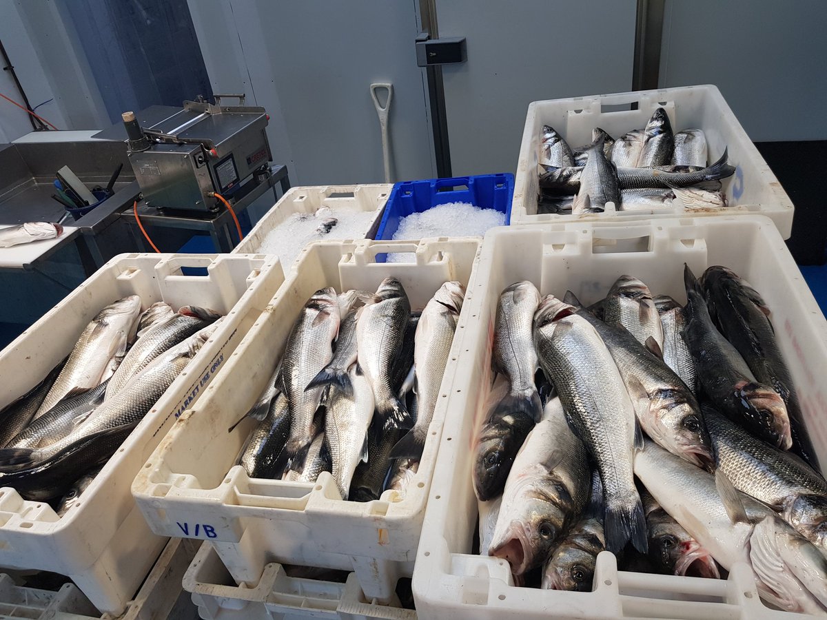 Whitfish Ltd tweet media