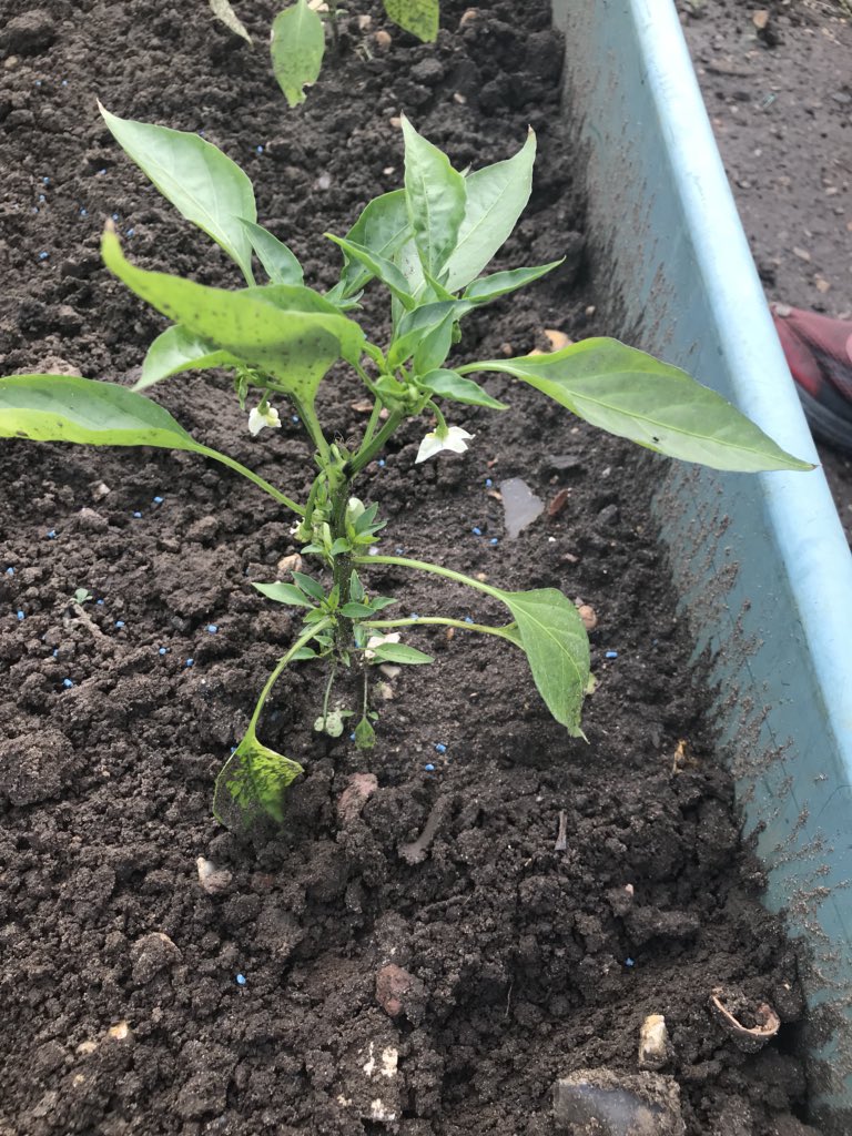 Bray Allotments tweet media