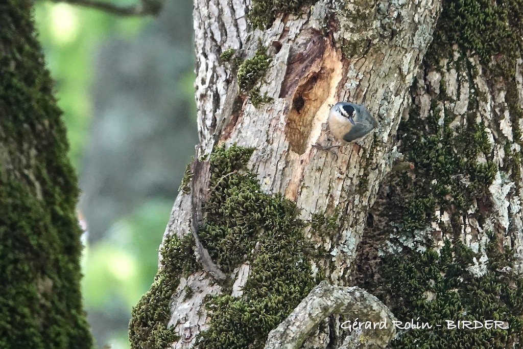 Birder52220's tweet photo. The Algerian Nuthatch (Sitta ledanti), known from just 4 localities in Algeria. Total population estimated to 200 pairs.#birds #birdwatching #birder #nature #wildlife https://t.co/C5o5kS4aoM