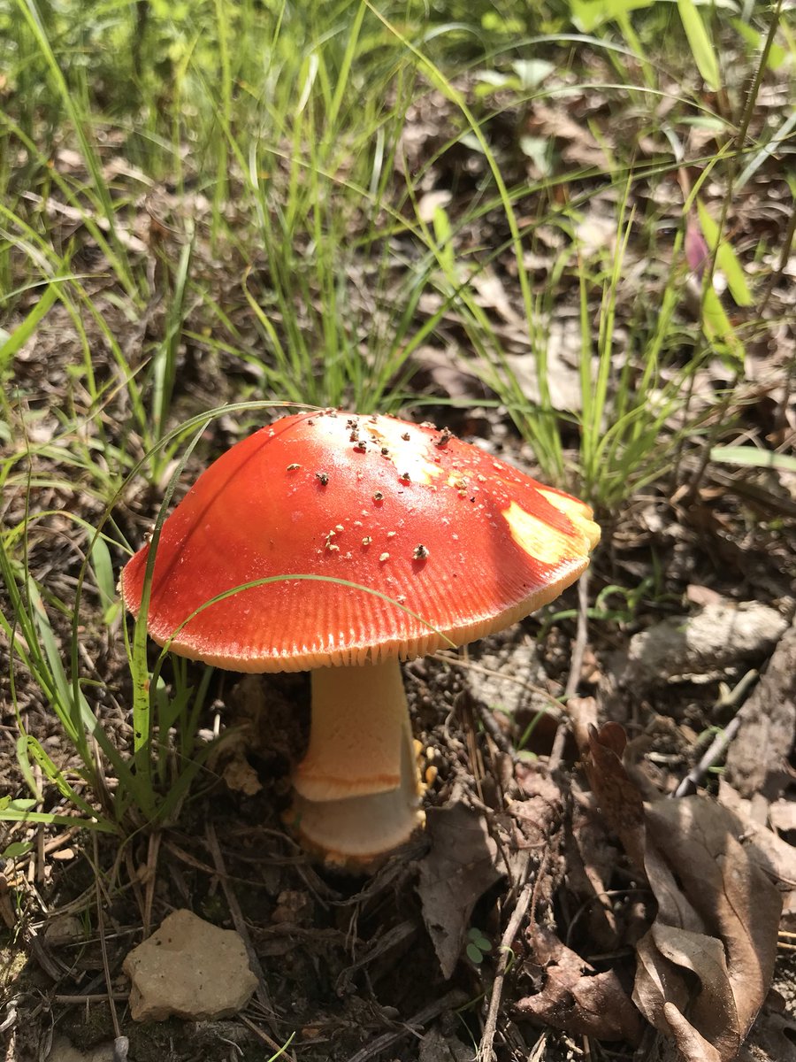 AlDunn45's tweet photo. Honoring @GreggAllman on the anniversary of his moving on to the next show. #EaglePointNaturePreserve #mycology @allmanbrothers #HighRockLake #hittinthenote https://t.co/qEBhVqatBb