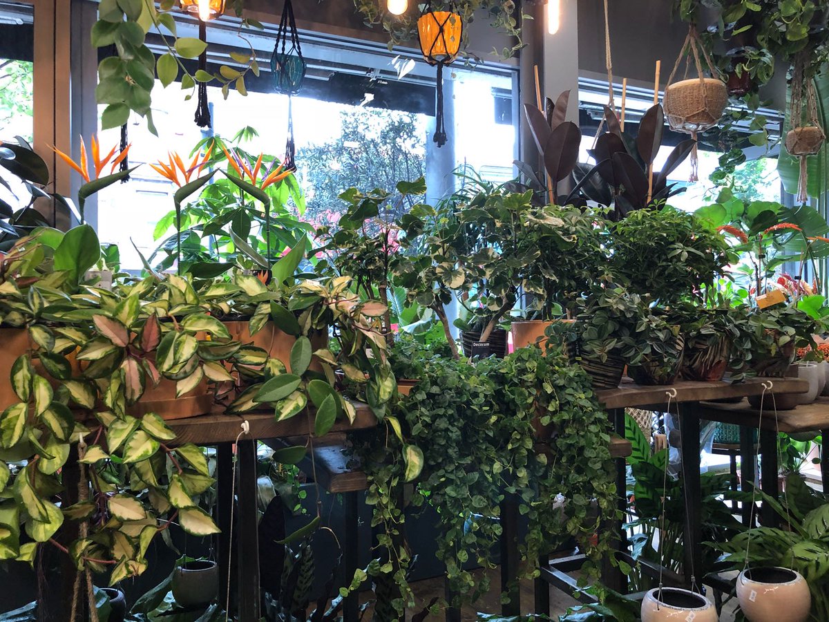 JackCortvriend's tweet photo. @lastoneloses Went to a plant shop in bethnal green today #practicallythere #bjork https://t.co/hNO4EN7xYo