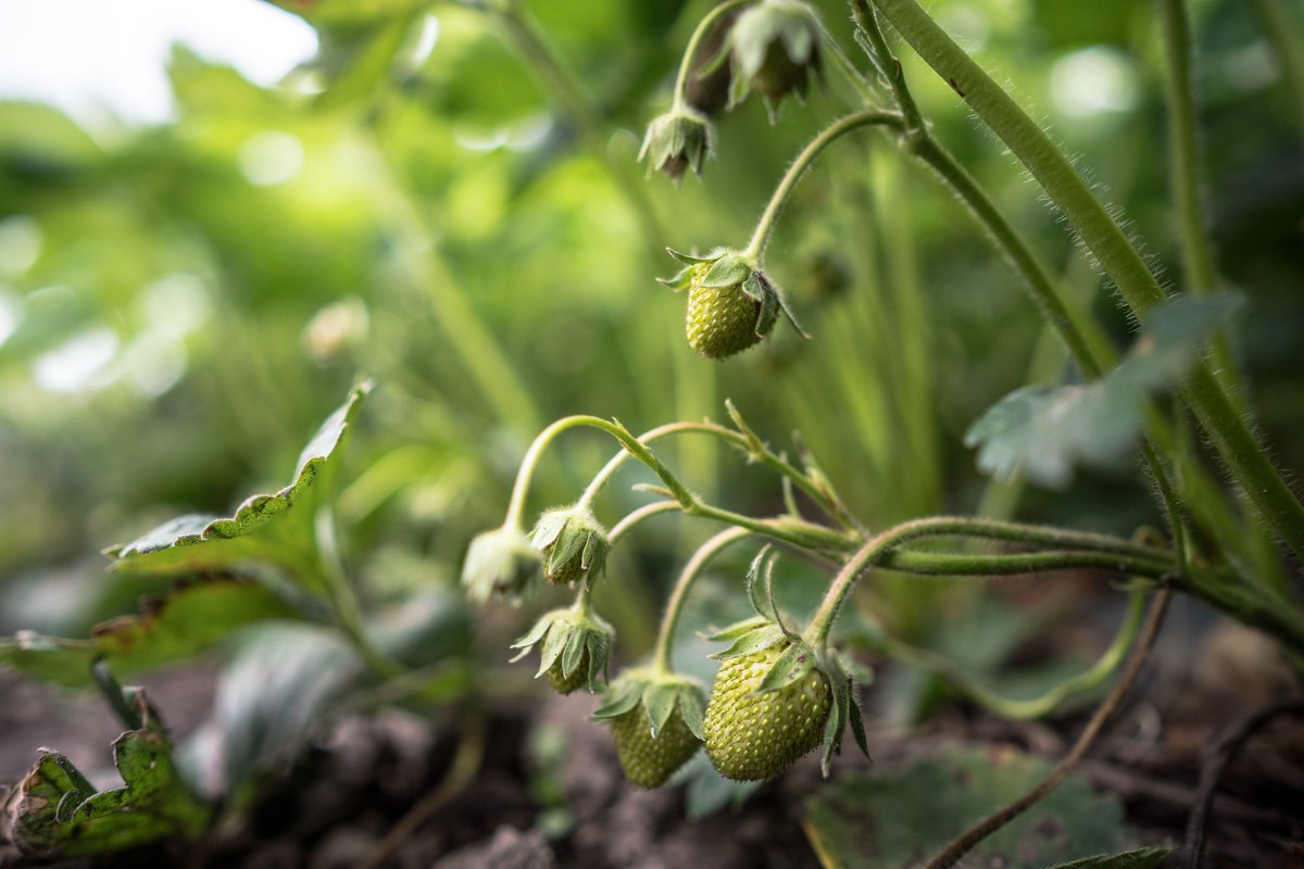 Although we absolutely love our herbs and skincare products, nothing is more exciting than anticipating the first #strawberry of the season coming out of our farm garden. Cheers to summer! #organicstrawberries #organicfruit #yum #yummy #organicfarming #moonvalleyorganics