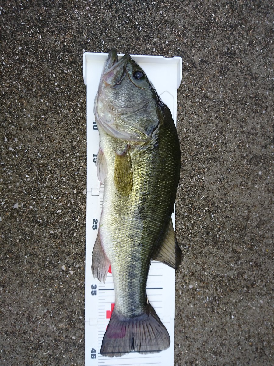 林田 敬 Twitterren ブラックバス バス釣り 今日の朝練 子バス君とガリガリ君の２匹でした 今年トータル0匹超えました