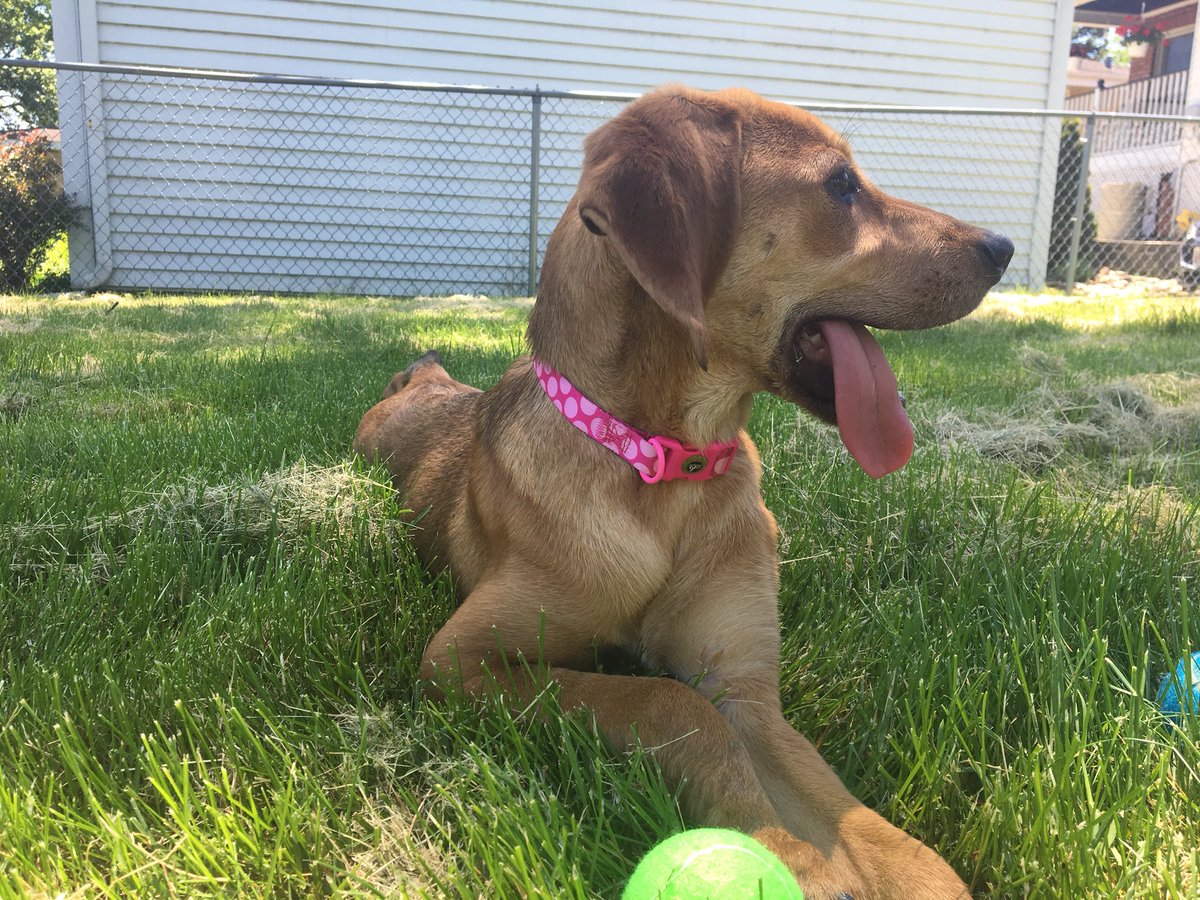 Welcome to the family Daisy!! 4-1/2 month old part bloodhound!!