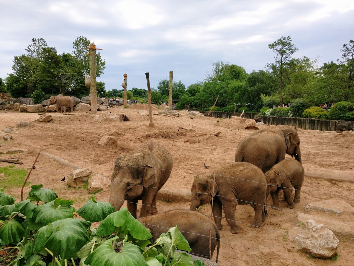 Great view of the elephants up close at <a href="/ChesterZoo/">Chester Zoo</a> earlier