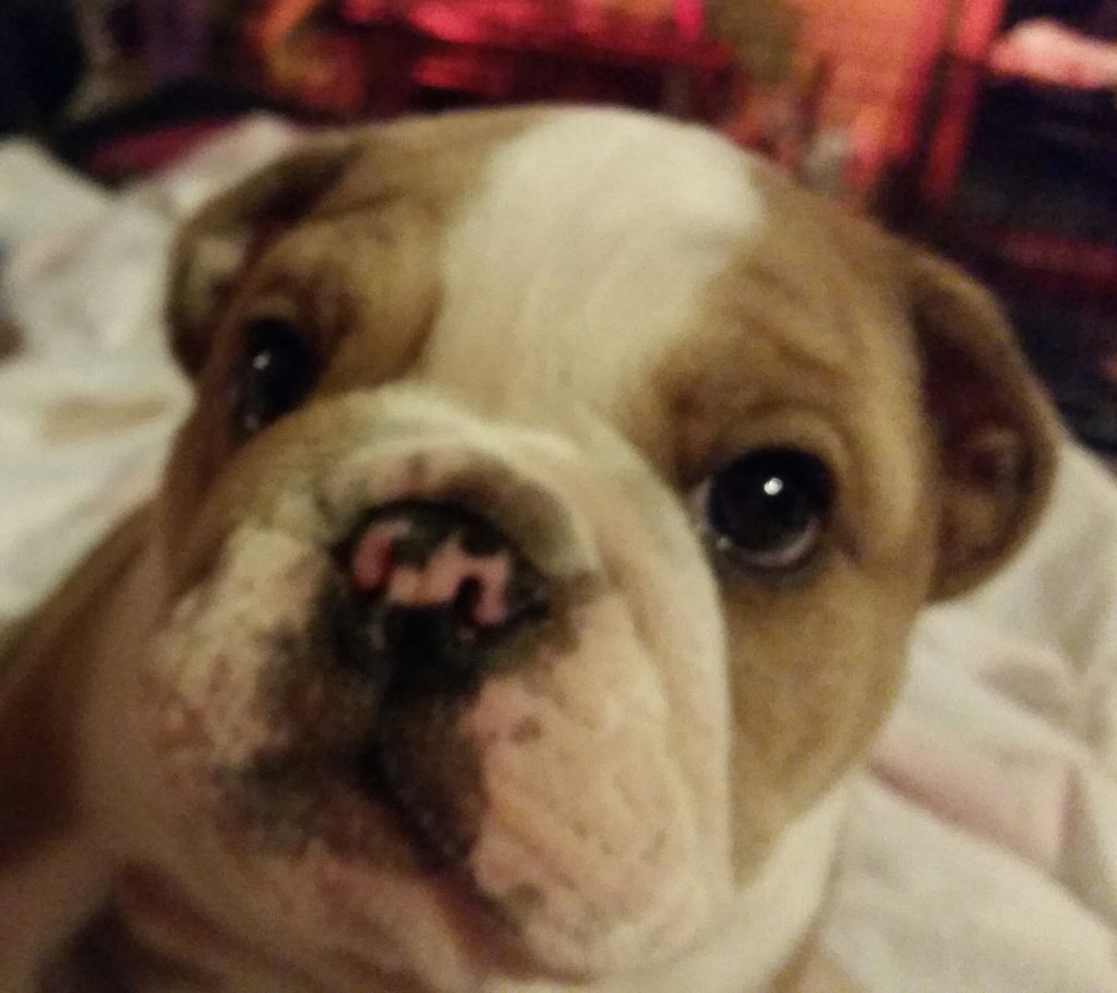 thatsabulldog's tweet photo. The most kissable face ever.  ❤️❤️. #bulldogpuppies #bulldogpuppy  #cutenessOVERLOAD  #Bulldog #bulldogsofinstagram  #bulldoglove #bulldoglife #bulldogsofig #bulldogram #bulldogoftheday #bulldogloversofinsta #bulldogsofinsta #akcpurebredpreservationbreeder #ThatsaBulldog https://t.co/ojccBA4tkj