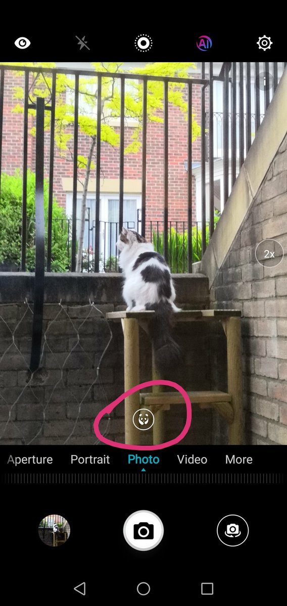 alexdobie's tweet photo. Thank you #PandaMode for identifying this bamboo-munching interloper... #Honor10 https://t.co/Xc5uD42FiW