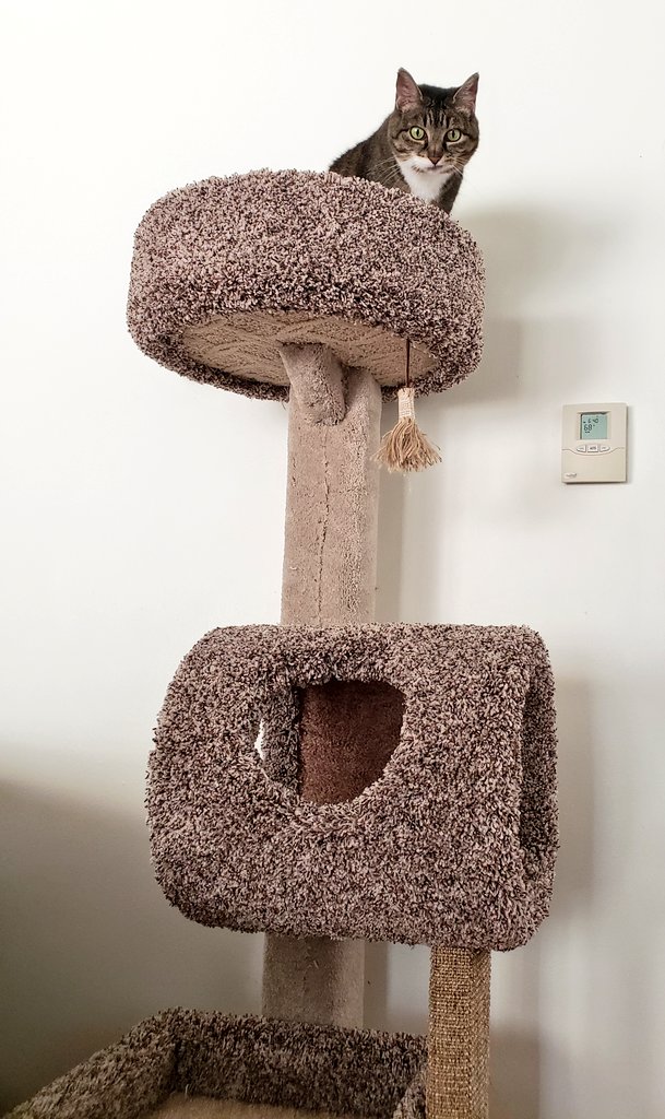 costco cat furniture