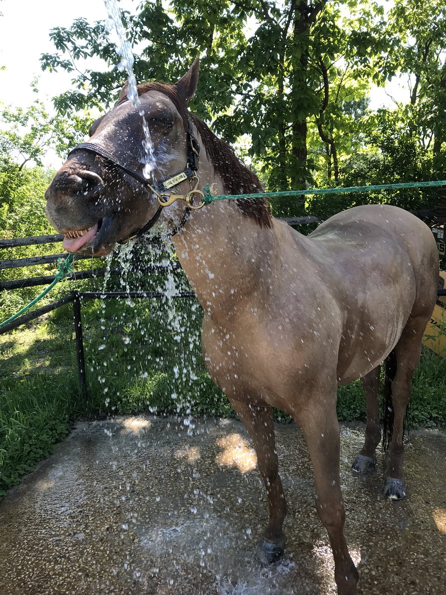 smartkaleck's tweet photo. The world may be chaos, but John lives in the moment, and at this moment he’s loving his bath. #horse #angloarab #hunter #jumper https://t.co/2ITdKMzsTH