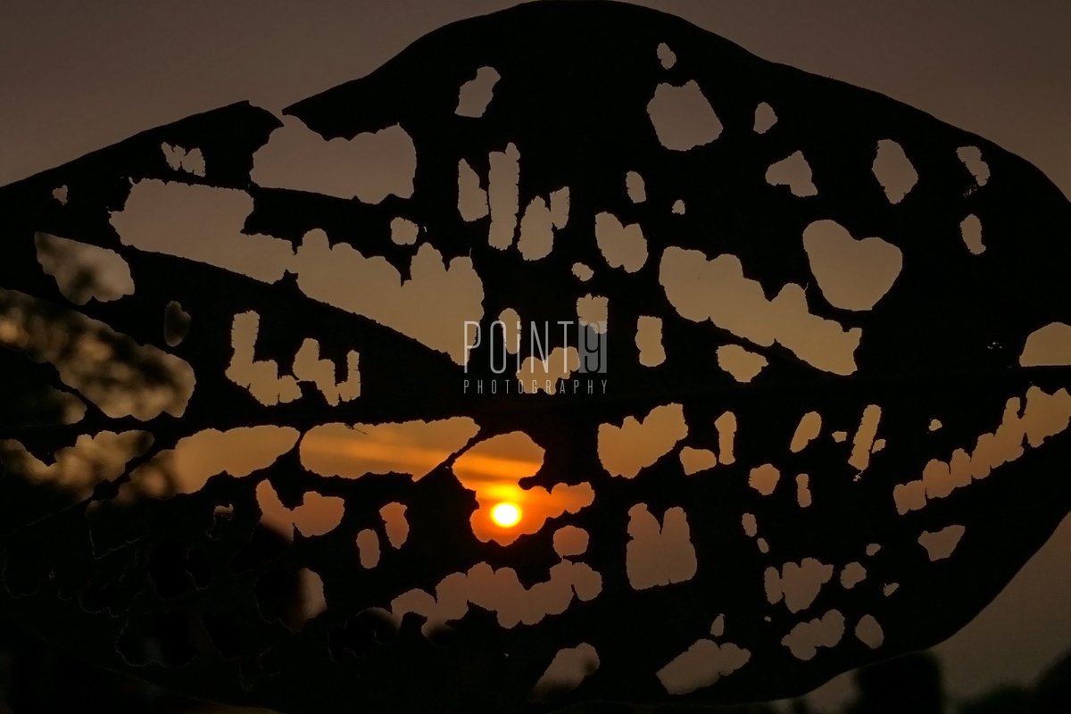 Point9Photos's tweet image. Through the Leaf