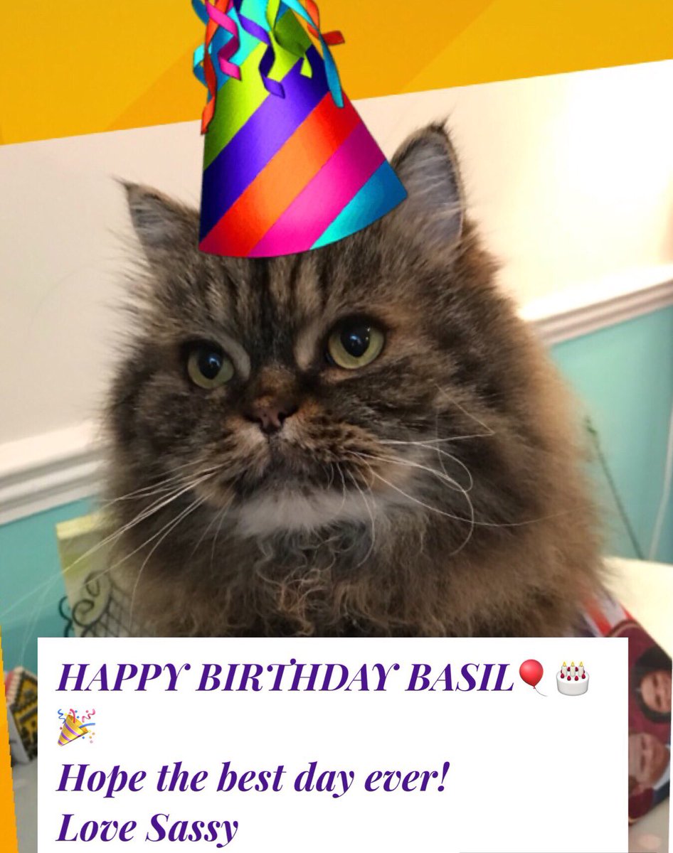 SassyCassyCat tweet media