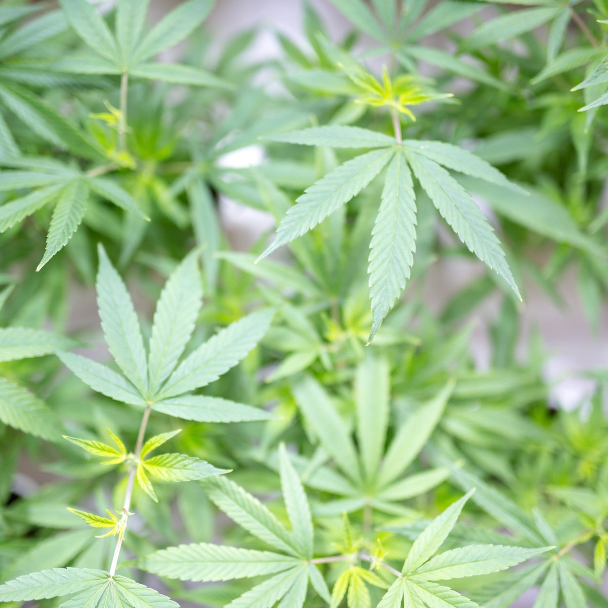 CriticalMindInc's tweet photo. Special attention to every plant, every grow. https://t.co/Jm6N3IBbpF