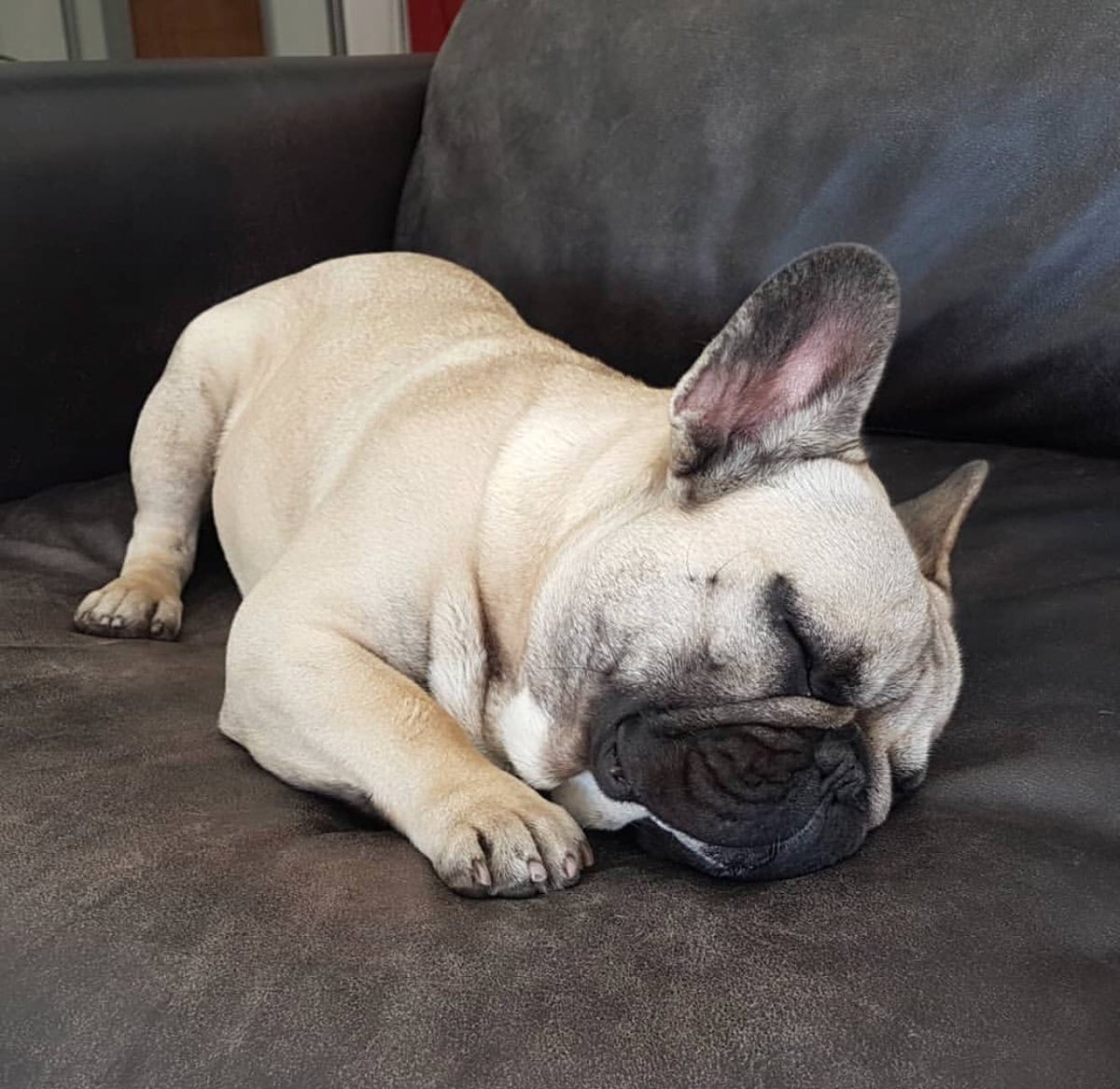 CampCookstown's tweet photo. Sundazzzzze - Just To Precious! 

#DogLovers
#PuppyLove
#Frenchie
#DogsLife https://t.co/3Oq5SSEZma