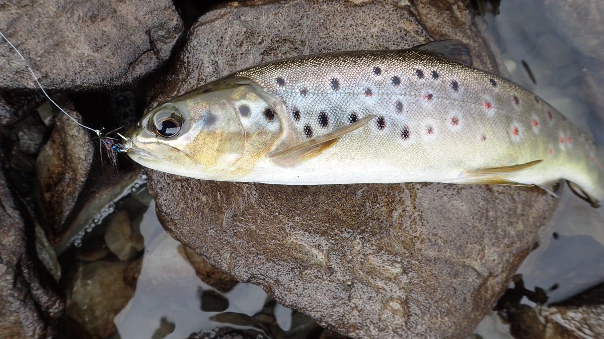 George Barron tweet media