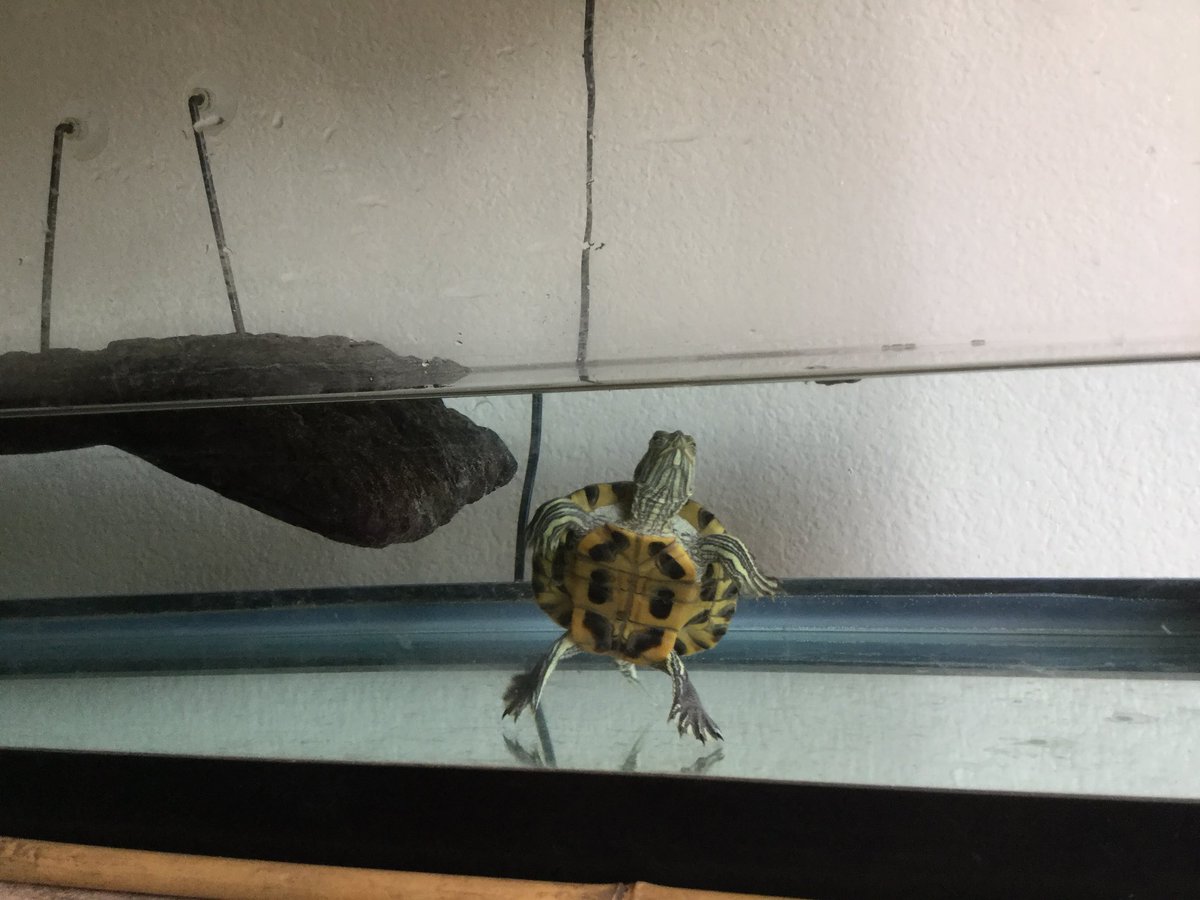 Rank_Gaming_Inc's tweet photo. Clean tank , gonna take a shower , stream some save the world , then back on that omega grind https://t.co/vJsVMPcicO
