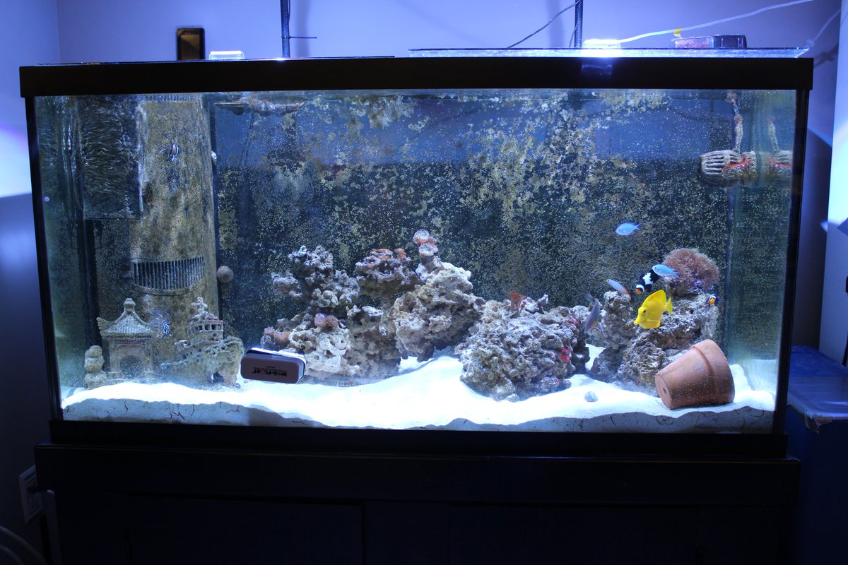 SSMVAquarium's tweet image. Hey guys, some new photos from our #reef tank!
We have new types of #algae growing in our tank, and our #yellowtang is very happy about it!
Student joke: 
What is a yellow tang's favorite class in school?
Algae, brah 
😜
Hope you like these new photos!
@marinebio @aquarium