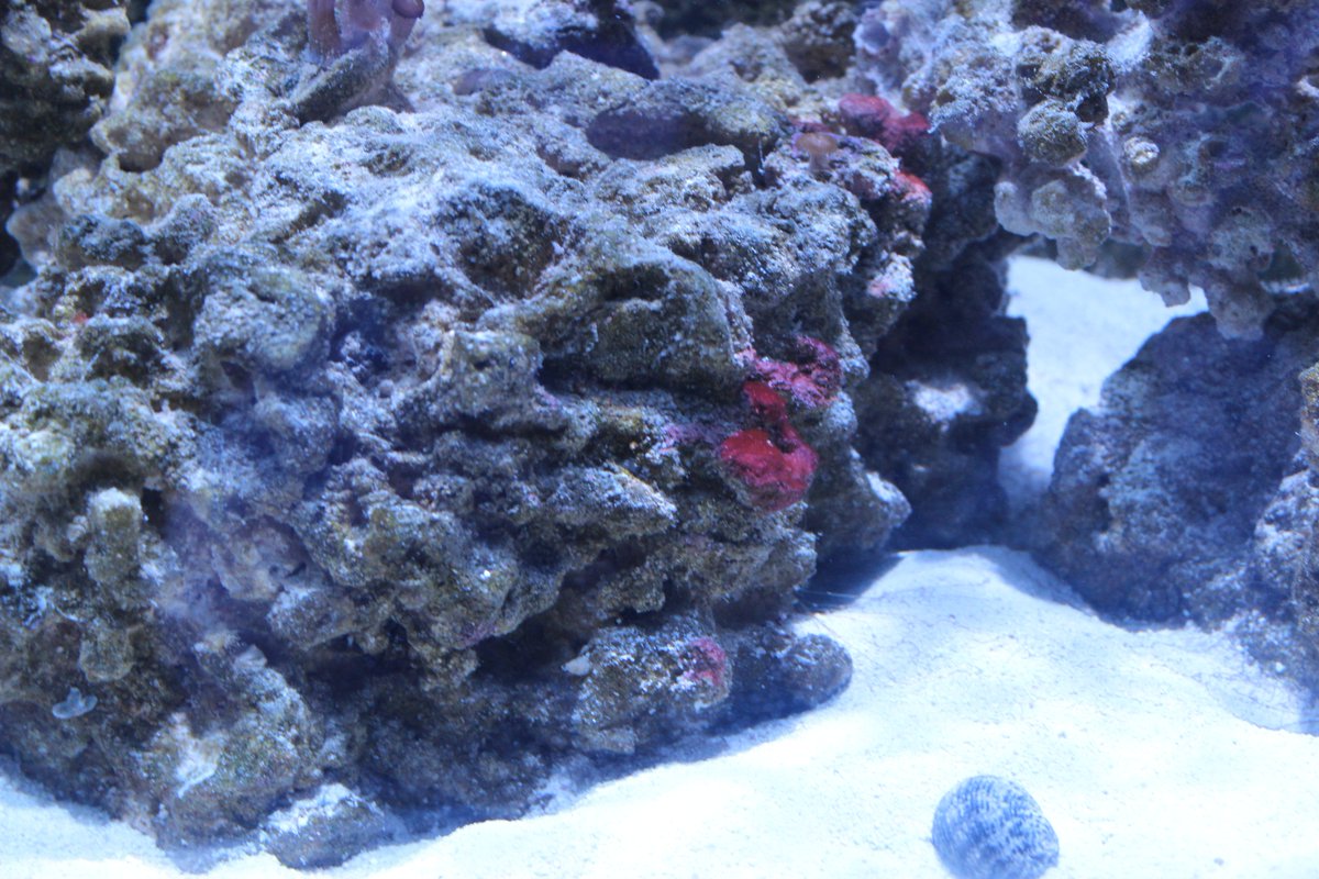 SSMVAquarium's tweet image. Hey guys, some new photos from our #reef tank!
We have new types of #algae growing in our tank, and our #yellowtang is very happy about it!
Student joke: 
What is a yellow tang's favorite class in school?
Algae, brah 
😜
Hope you like these new photos!
@marinebio @aquarium