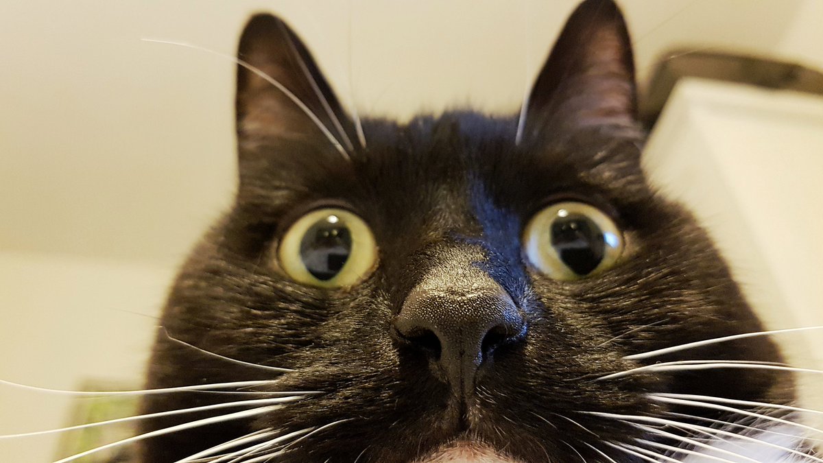 CuriousZelda tweet picture