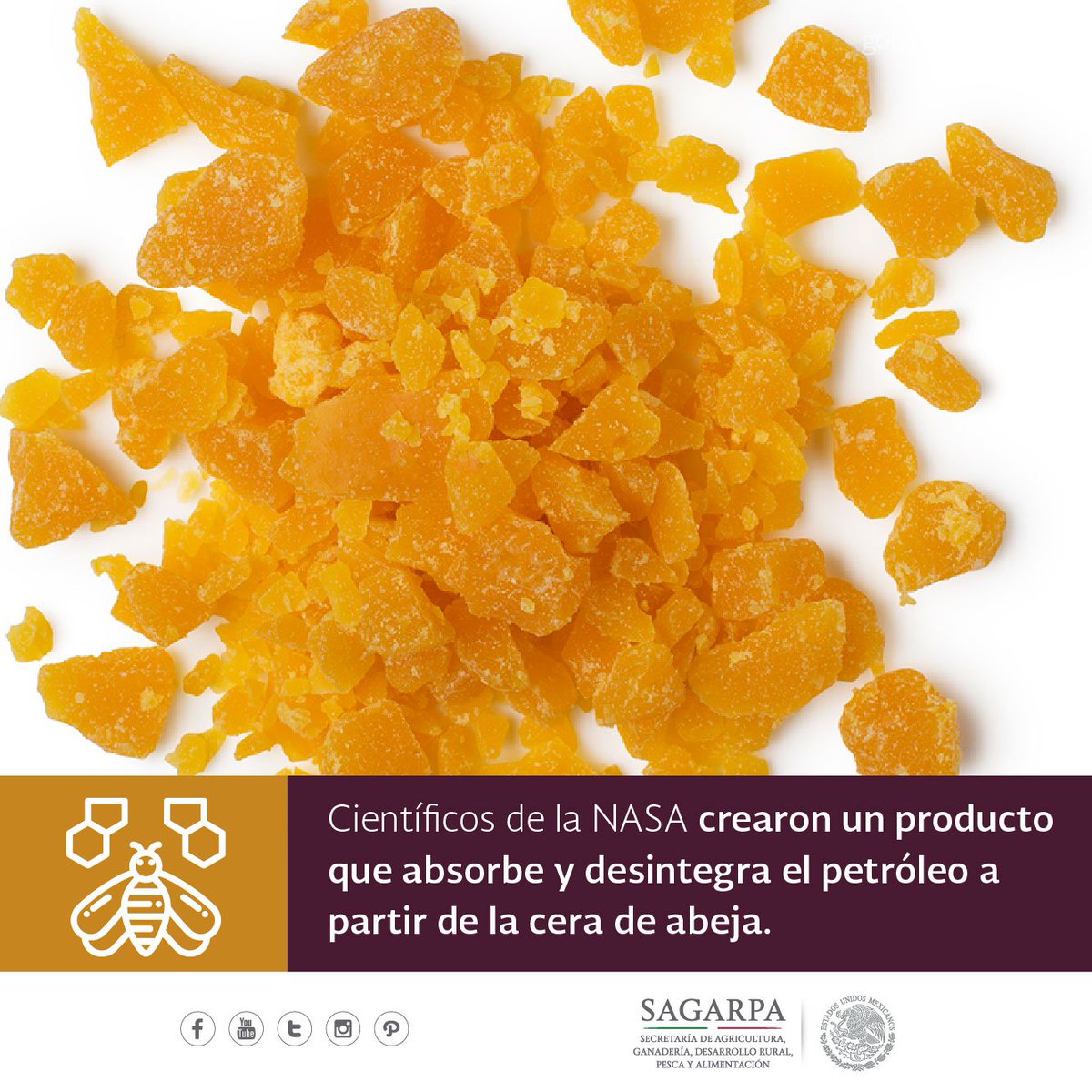 Agricultura_mex's tweet photo. Para poder producir 500 gramos de cera, las abejas deben consumir un promedio de 3.8 kilogramos de miel; con esta cantidad de cera se pueden hacer 33 labiales aproximadamente. https://t.co/kpbdpMoJ4m 🐝🍯 https://t.co/fU7l5UBBN7