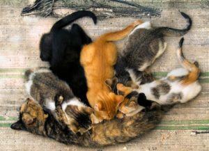 Paws For Life NC tweet media