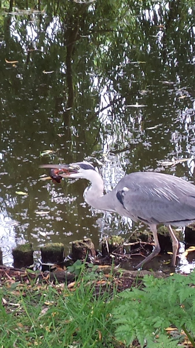 Tijdens excursie #Flevopark  Dag van het Park blauwe reiger die am rode rivierkreeft probeert te verschalken