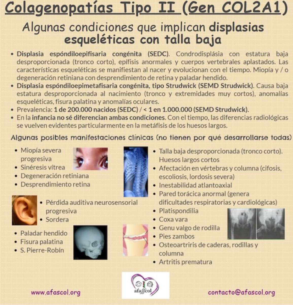 NoInvisibles's tweet photo. Hoy concienciación #ColagenopatíasTipoII
Conocer más y mejor #COL2A1
Diversas condiciones debidas a esta mutación
#Stickler #SEDC #Strudwick #Kniest
#Perthes #Stanescu
Conocer, visibilizar e investigar
Es el camino y la esperanza
Gr. @AFASCOL @COL2A1Chile
Cc @InfoAliber https://t.co/HXSLSgLy8T