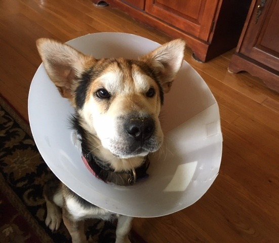 GivingPaws's tweet image. My Failed Attempt at Dodging Grief doggedhope.com/2018/05/27/my-…