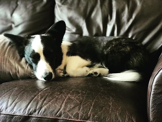 WhiskeyCorgi's tweet photo. Long weekend living. Resting up for the late nights!! #memorialdayweekend - - -
- - -
#Puppy #corgiaddict #cardigan #corgi #dogsofinstagram #pnwcorgi #pnw #instadaily #wtf #dogslife #dogs #welshcardigancorgi #igdaily #sniffandbarkens #corgiplanet #corgip… https://t.co/g98Ao15WRb https://t.co/iY6zoZ0Pag