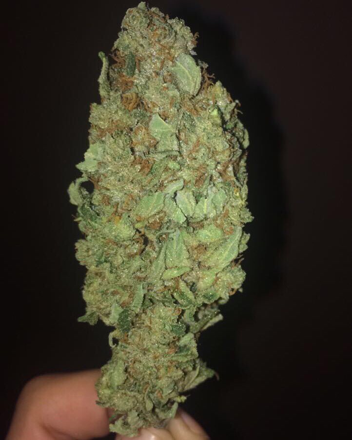 LolaJayXX's tweet photo. Heyyyyy budddyyyy πππ¨ Enjoy your evening/day wherever you are in the world! #StayHigh #StonerFam #CannabisCommunity #HighLife #StonerGirl #BudPic #LolaJayX π https://t.co/CGHvtmT116