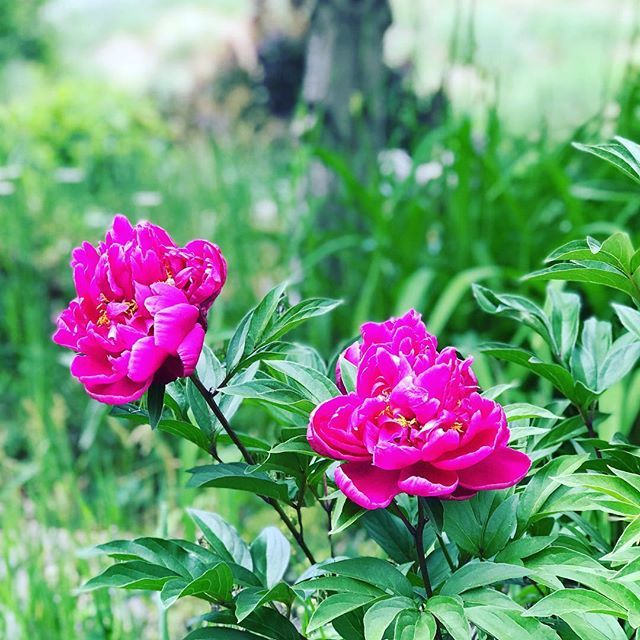 I’m volunteering today, welcoming visitors to our heritage house. When there aren’t any visitors I’m enjoying the rock garden. These peonies are one of my favourites. #explorebc #visitlillooet #heritagehouse #miyazakihouse #volunteeringisfun #lillooet #m… ift.tt/2IVVjCs