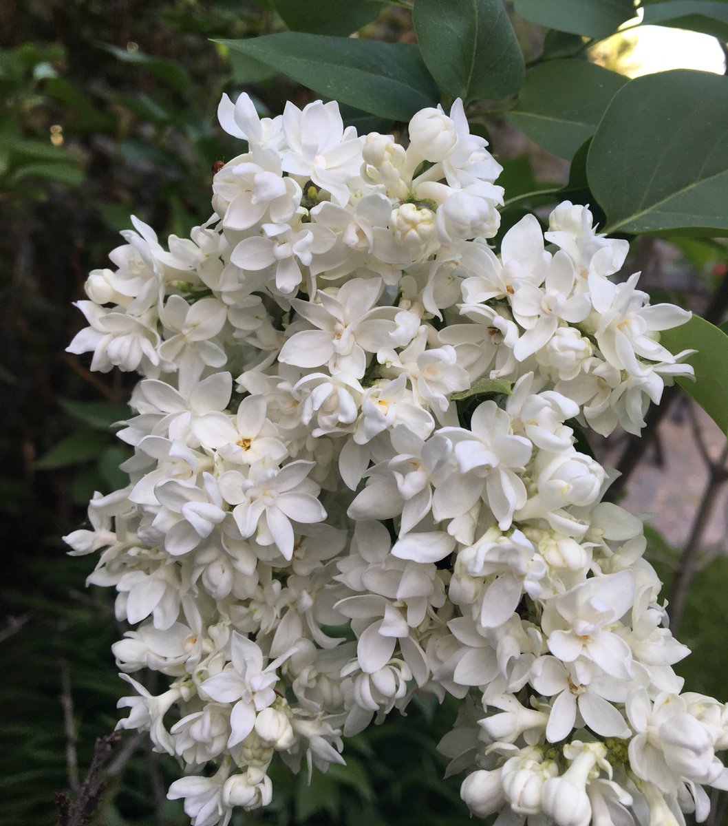 wsquareddesign's tweet image. Nothing better than the crisp white of a fragrant Lilac bloom. Syringa vulgaris‘ Madame Lemoine’  #yycplants