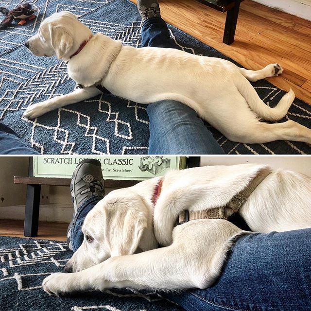 naturesbeasts's tweet image. Um😐. #stuck .
.
#goingnowherefast #stuckinplace #letsstaytogether #naptime #sfdogs #whitelab #labradorretriever #catchingzzzs #deadtired #snoring #comfortable #imgood ift.tt/2xie69M