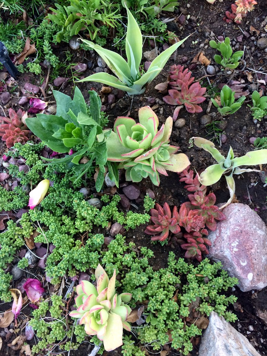 Bar3lylist3ning's tweet photo. Creating baby succulents-scapes within my planters #gardening #hobbyinowhavetimefor https://t.co/vcrAkXVbbe
