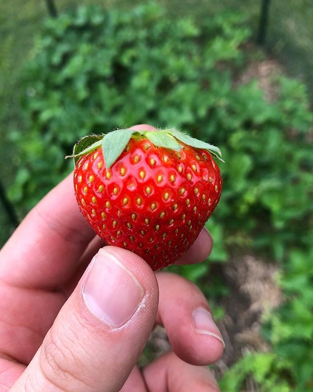 jdenlinger's tweet image. Homegrown strawberries!🍓 ift.tt/2xiVDdv