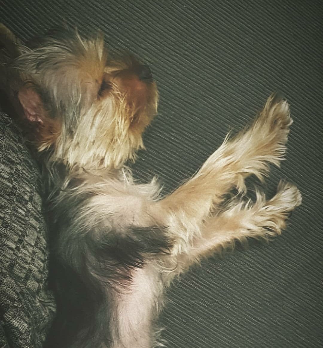PiliGonzalez50's tweet photo. RT si Chester es lo más
VOLVIO PABLO AGUSTIN https://t.co/mqCTEIC39I