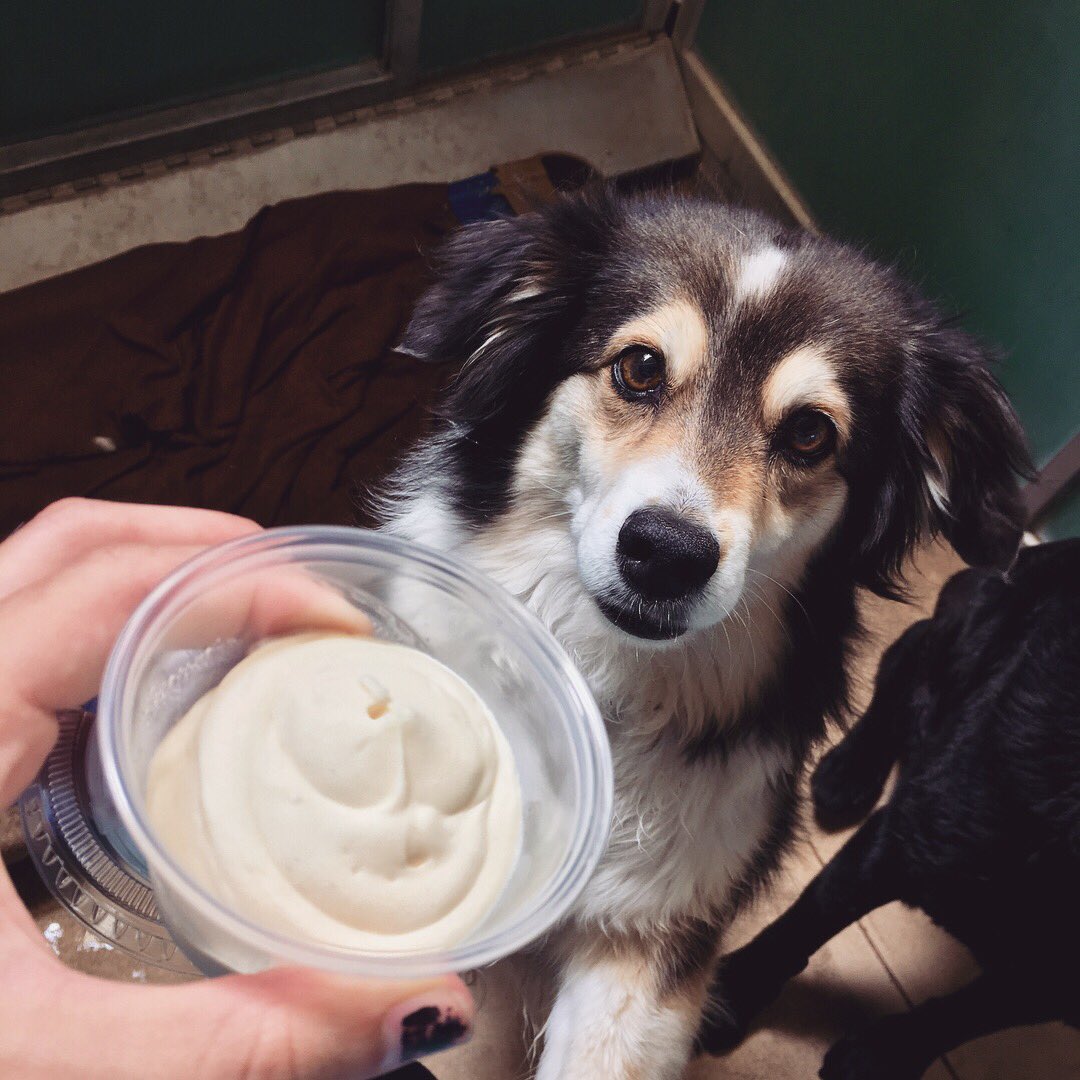 PPRRioRancho's tweet photo. Mashed banana and 1 tablespoon all natural peanut butter frozen in the center of a kong = puppy nirvana! 🐶🍦 What makes your pooch happy on a summer day? #mypetparadise #doggieicecream #dogboarding https://t.co/GC5Xyoapdj