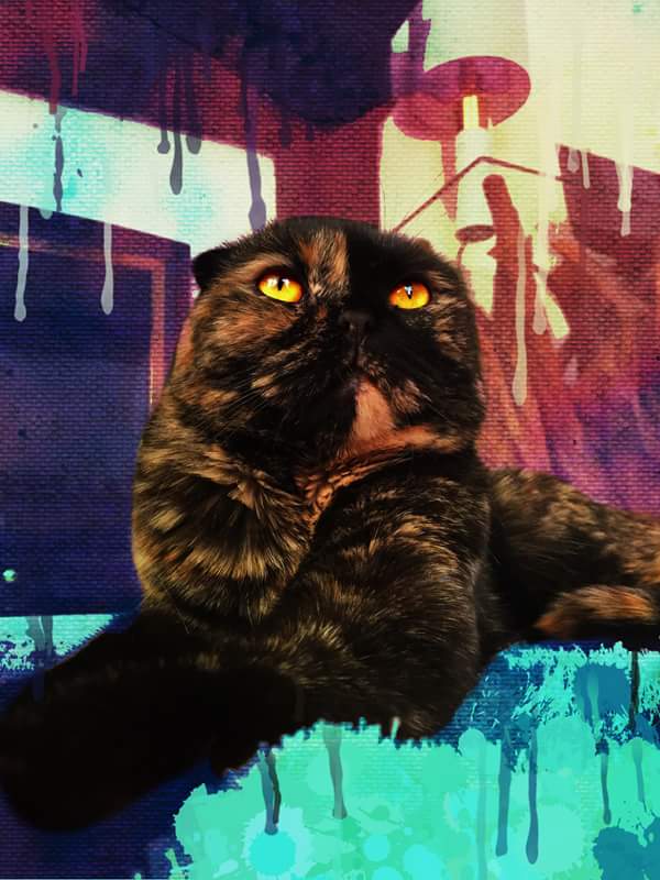 Java_Jessika's tweet image. Java Art 🙄 #CatsOfTwitter #Cats