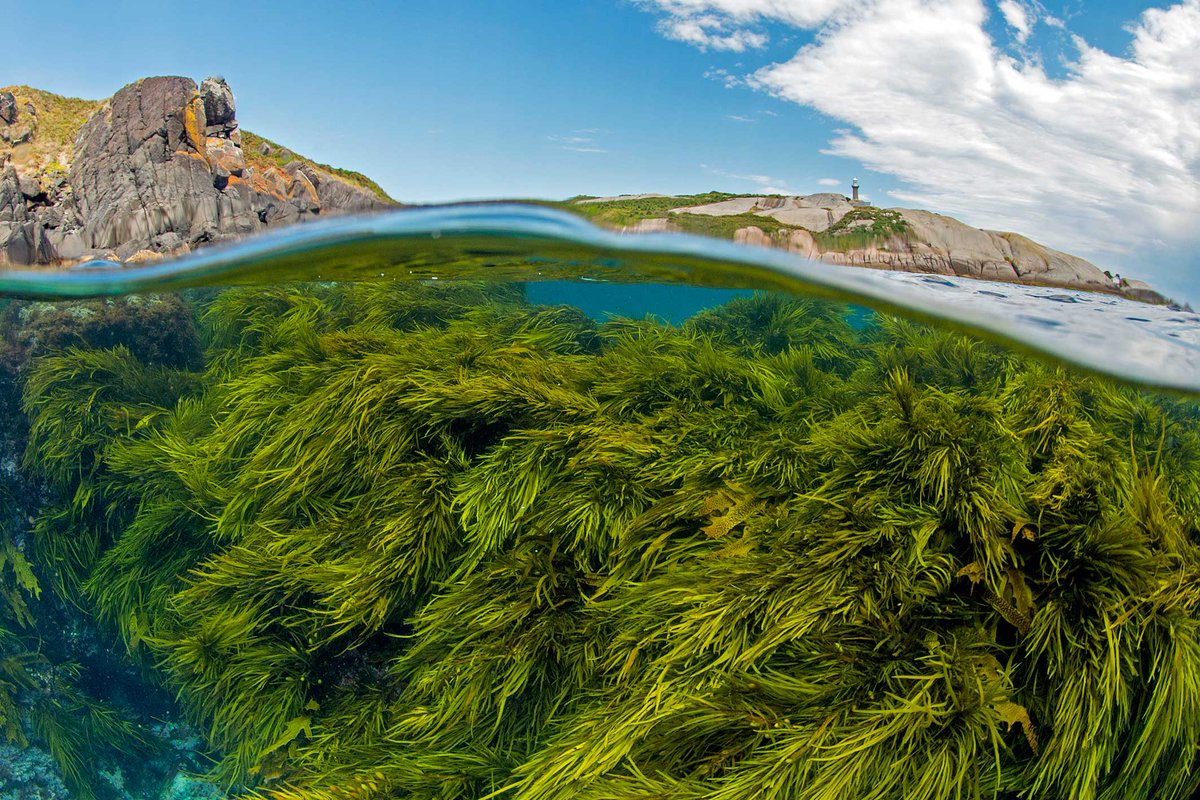 NSW Climate Change, Energy, Environment & Water tweet media