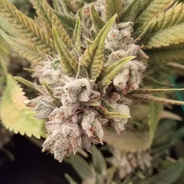 HouseOfMedsSF's tweet photo. Rude Boi from @archiveseedbank  pretty much completely faded. She's an interesting one. Glad I kept her around. .
.
.
#AlwaysBeFlowering #ABFGenetics #Loyalty #Integrity #NoFuckBoys #SuckaFree #ICMAGFam #IckmagMafia #ControveryCuts #RudeBoi #ArchiveSeeds… https://t.co/auOJK3HkkW https://t.co/wwys7U0UZi