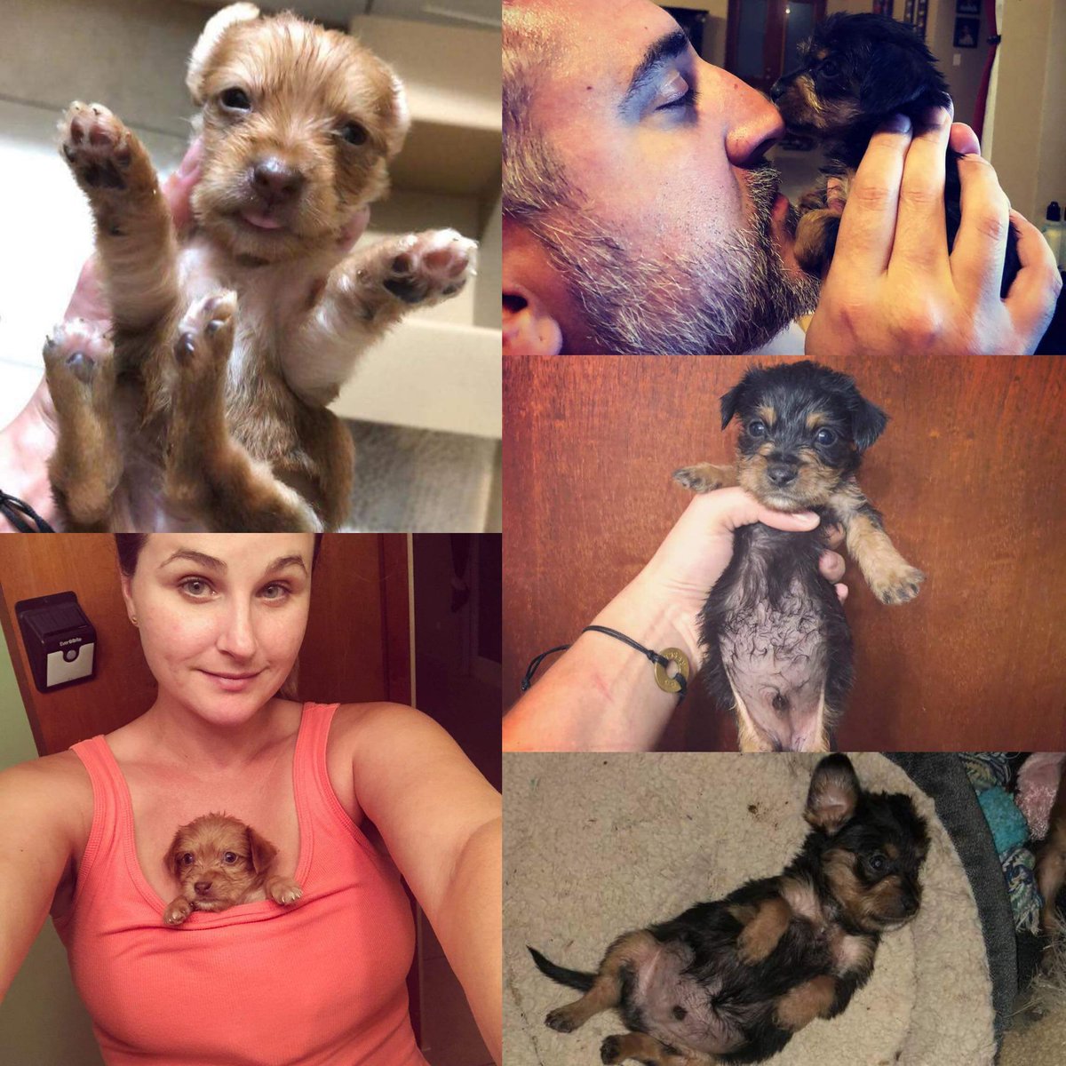 #FortheLoveofSatos Janalle took this little pack,few days after Finn left for Chicago... These nuggets were adopted quickly. And the first sweet boy, already left 🇵🇷 to 🇺🇸
#HelpPuertoRicostrays #AdoptDontShop #rescue
DONATE
PayPal
Sumergrl61@aol.com
facebook.com/ForTheLoveOfSa…