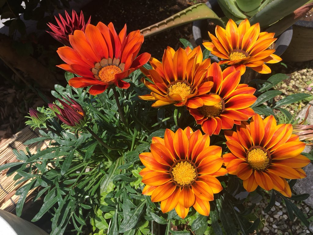 Gazania Twitter Search Twitter