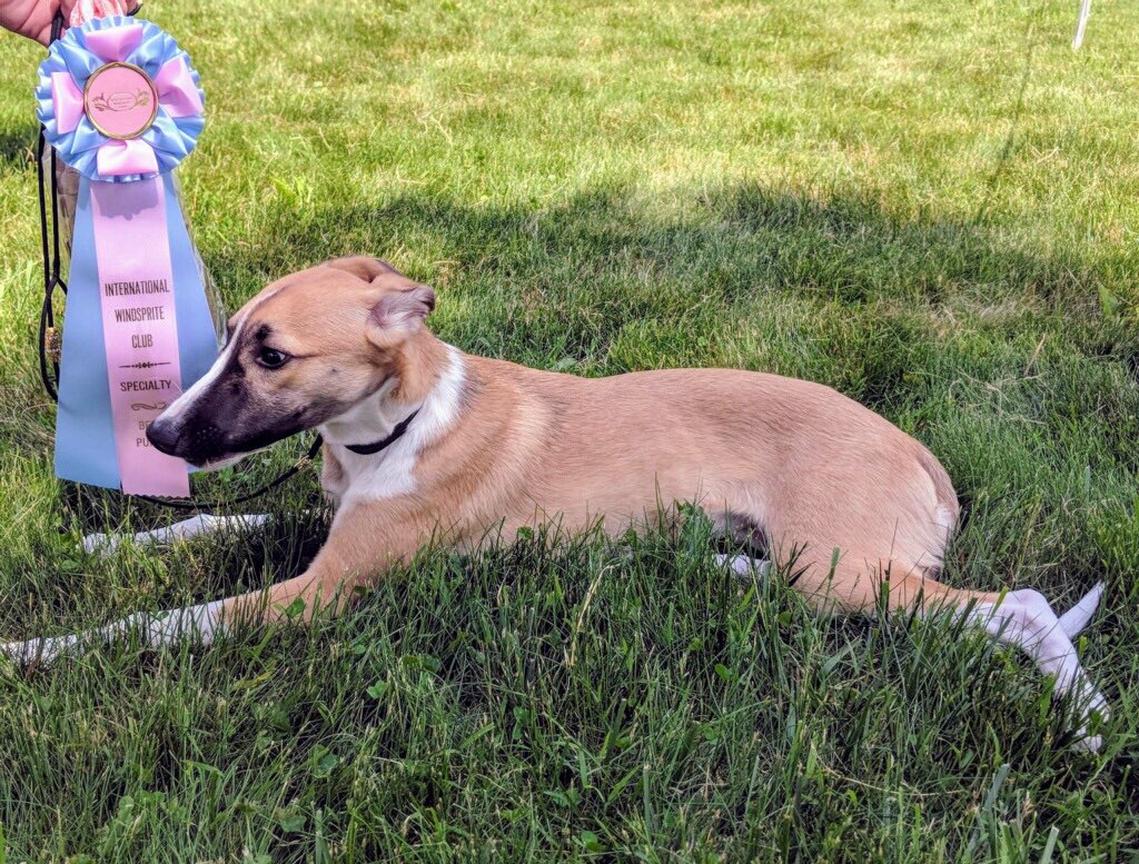 kimwilsonlvt's tweet photo. Tova's Captain Jack Sparrow Best Puppy in Specialty Show #windsprite #silkenwindesprite #5monthsold https://t.co/k9zs4snT77