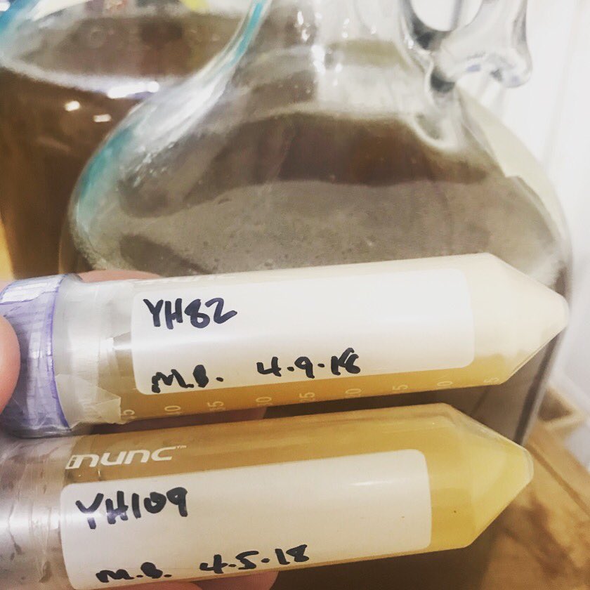 Excited to be trialing some Lactic Acid producing Yeast from <a href="/Doc_Boc/">Matt Bochman</a> and <a href="/WildPitchYeast/">Wild Pitch Yeast</a>