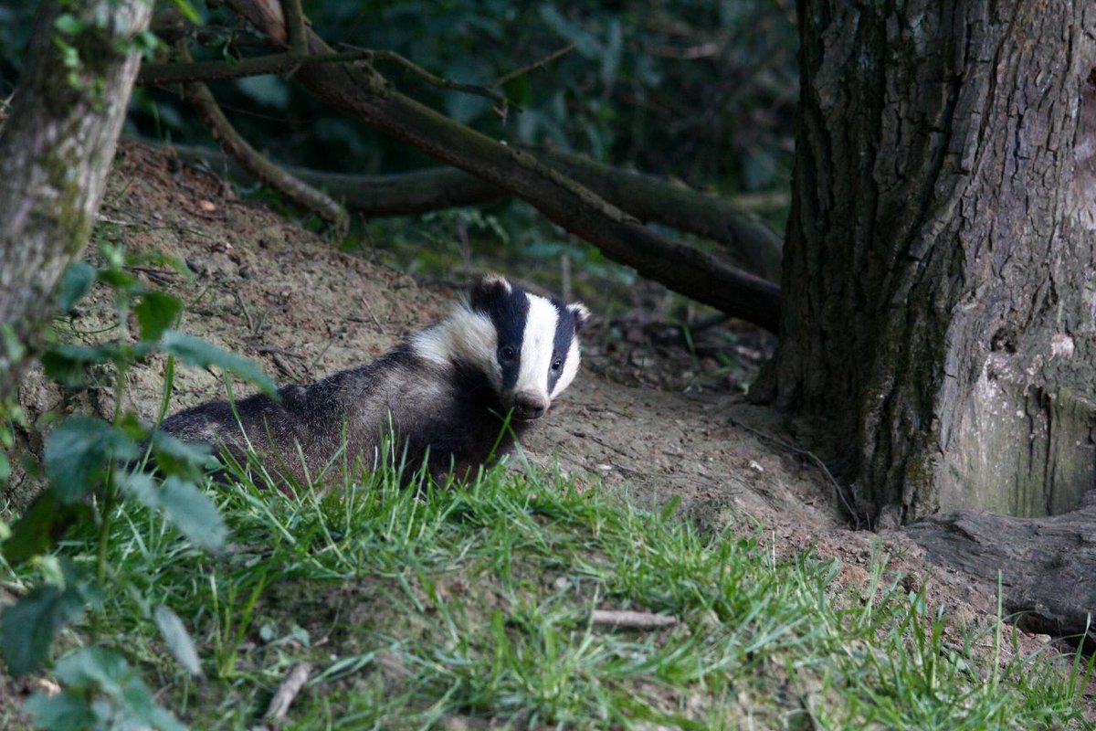 heidi page tweet media