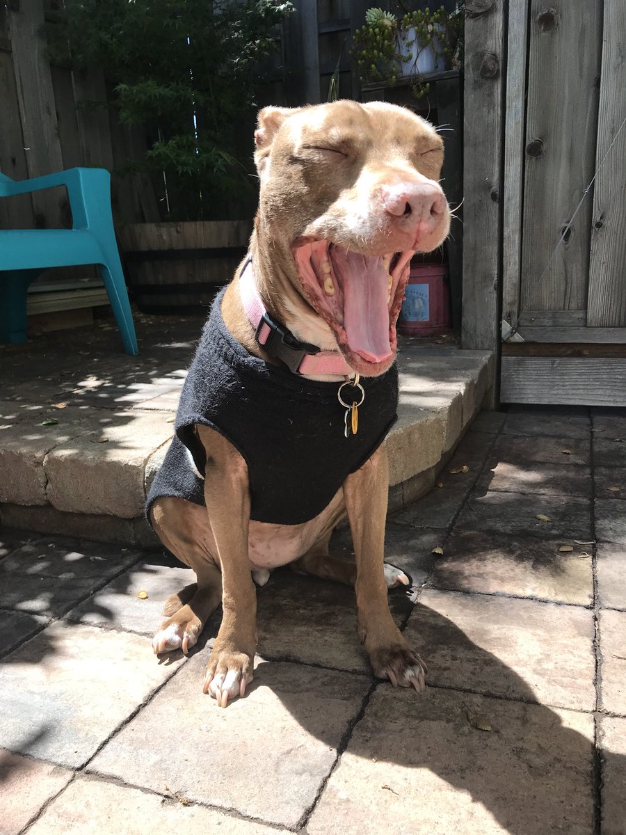 a yawn in three parts #wearetired #sundaze #adventuresinpetsitting