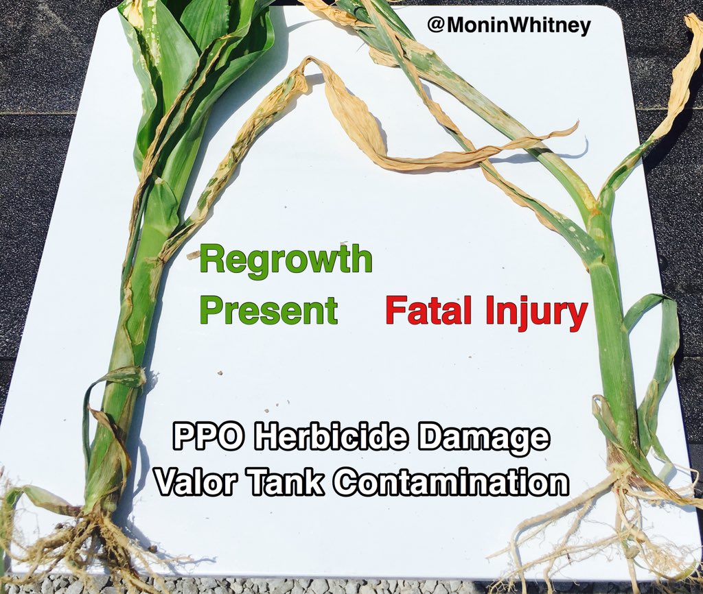 Agronomist_Whit's tweet photo. Accidents happen folks... burning, chlorosis &amp; buggy whipping. All symptoms of PPO injury. In this case the product of POST spray tank contamination w/Valor SX herbicide. Make sure to carefully inspect spray equipment, rinse spray tank, nozzles, &amp; flush booms. #feelingtheburn https://t.co/jLgBXlUyCj