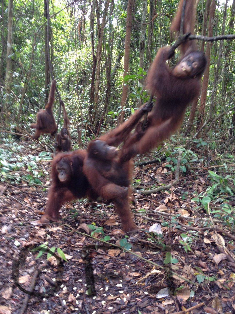 orangutan2 tweet picture