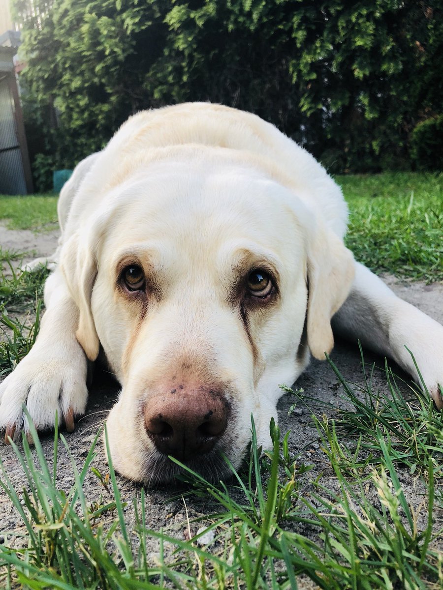 MHumienik's tweet photo. A Ty jesteś gotów na poniedziałek ? #Labrador https://t.co/0NQE1Nr6KG