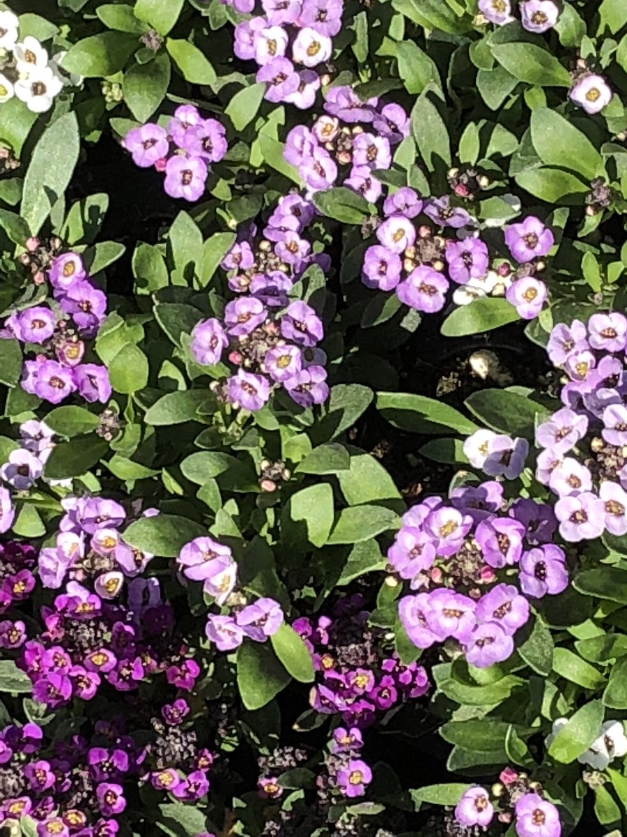 redbermdesign's tweet photo. It’s not a party without flowers 🌸 happy Memorial Day weekend #MemorialDay #MemorialDayWeekend2018 #sunday https://t.co/ckbJY4KBdH