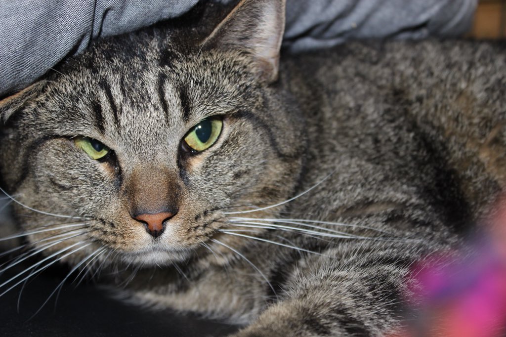 CTCatConnection's tweet image. We really need help! Toby was rushed to an emergency surgery that saved his life this week-totally worth it, but it left us with a $2500 medical bill. Please donate if you can! gofundme.com/toby039s-medic… #ct #catsoftwitter #rescuecats #helpneeded